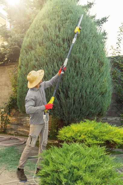 Best Storm Damage Tree Cleanup  in Holly Springs, GA