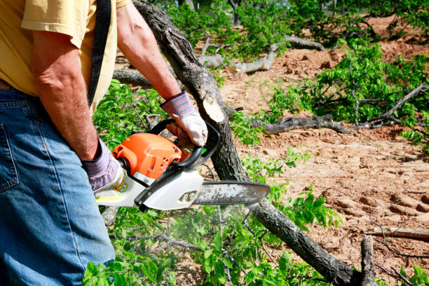 Why Choose Our Tree Removal Services in Holly Springs, GA?