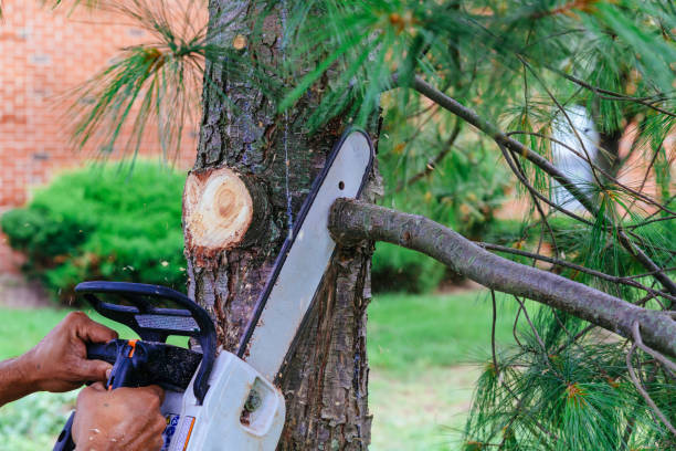 Reliable Holly Springs, GA  Tree Services Solutions